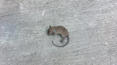 Small dead brown mouse lying on a textured weathered wooden surface backdrop Stock Photos