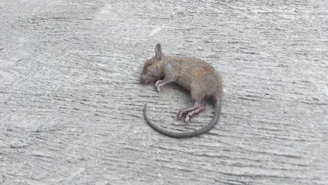 Small dead brown mouse lying on a textured weathered wooden surface backdrop Foto stock