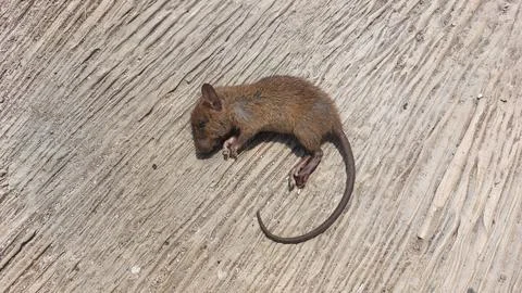 Small dead brown mouse lying on a textured weathered wooden surface backdrop Stock Photos
