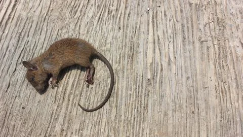 Small dead brown mouse lying on a textured weathered wooden surface backdrop Stock Photos