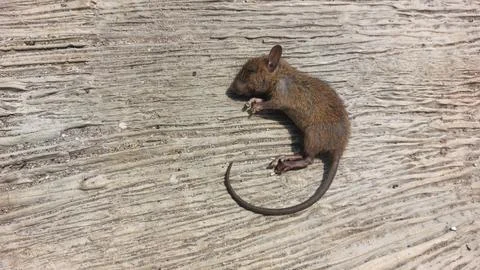 Small dead brown mouse lying on a textured weathered wooden surface backdrop Foto stock
