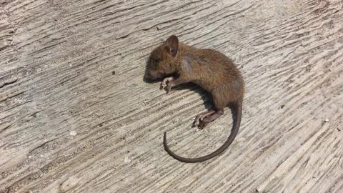 Small dead brown mouse lying on a textured weathered wooden surface backdrop Stock Photos