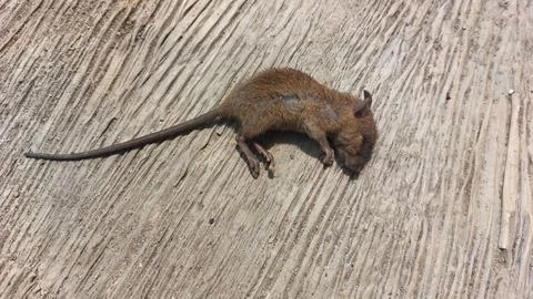 Small dead brown mouse lying on a textured weathered wooden surface backdrop Stock Photos