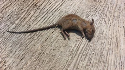 Small dead brown mouse lying on a textured weathered wooden surface backdrop Stock Photos