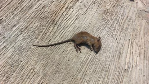Small dead brown mouse lying on a textured weathered wooden surface backdrop Foto stock