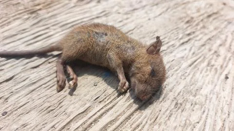 Small dead brown mouse lying on a textured weathered wooden surface backdrop Stock Photos