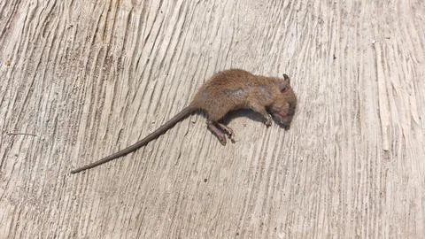 Small dead brown mouse lying on a textured weathered wooden surface backdrop Stock Photos