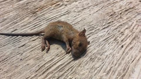 Small dead brown mouse lying on a textured weathered wooden surface backdrop Stock Photos