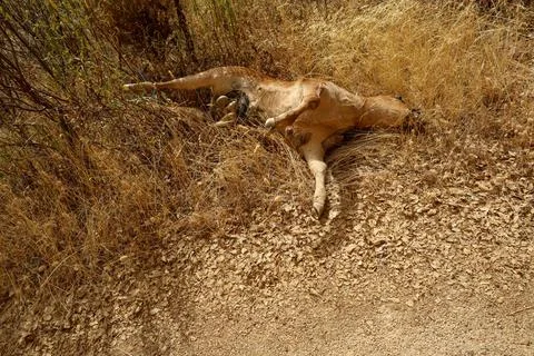 Small dead cow on the ground Stock Photos