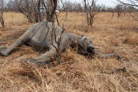 Small dead elephant in national park hwankee, Botswana Stock Photos