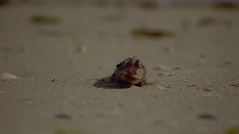 Small dead fish on beach due to pollution, red tide Video stock 95497282