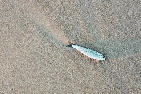 Small dead fish on the beach Foto stock