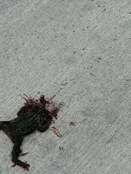 Small Dead Frog on Sidewalk Surface Stock Photos