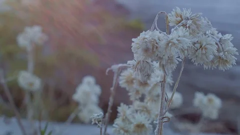 Small dead macro plants in meadow sunrise Mt. Hood Oregon Cascades 41 Stock Footage 82025648
