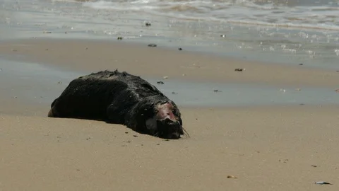 Small dead sea lion decomposing on a beach in Uruguay. Stock Footage 87721593