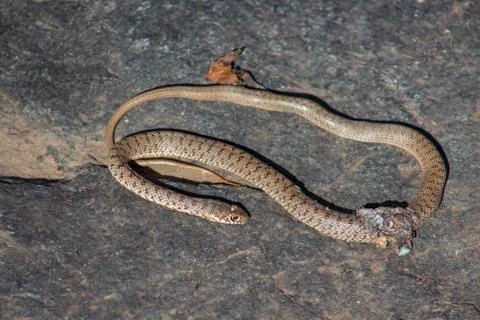 A small dead snake on a stone. Stock Photos