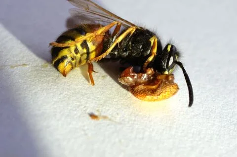 Small dead wasp Stock Photos