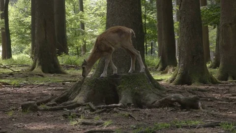 Small dear looking for a food in the forest summer time Stock Footage 82050404