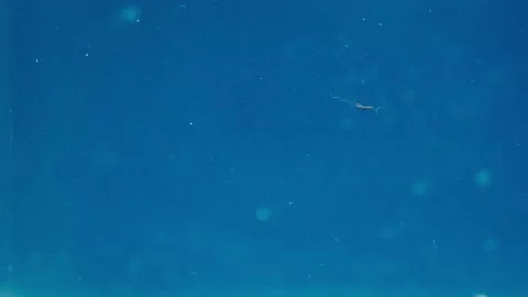 Small debris in the water Stock Footage 146816173