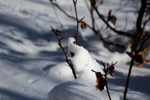 A small deciduous tree covered with snow. Stock Photos