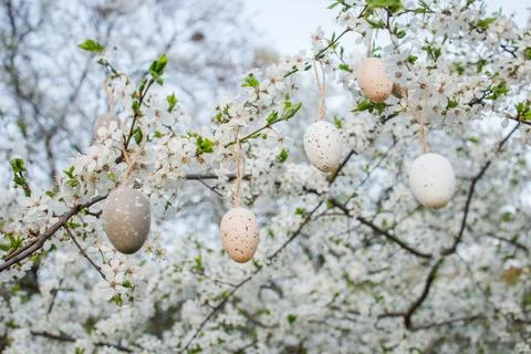 Small decoration easter eggs hanged on white blossoming cherry branches Stock Photos