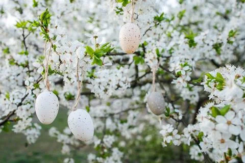 Small decoration easter eggs hanged on white blossoming cherry branches Stock Photos