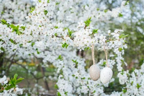 Small decoration easter eggs hanged on white blossoming cherry branches Stock Photos