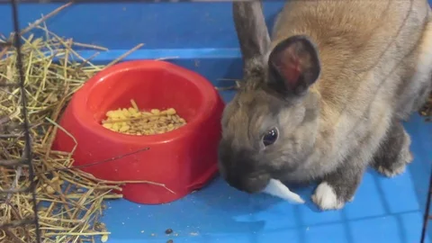 SMALL DECORATIVE BROWN RABBIT EATING CABBAGE LEAF IN A CAGE Stock Footage 74883195