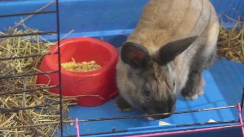 SMALL DECORATIVE BROWN RABBIT EATING CABBAGE LEAF IN A CAGE Stock Footage 74883262