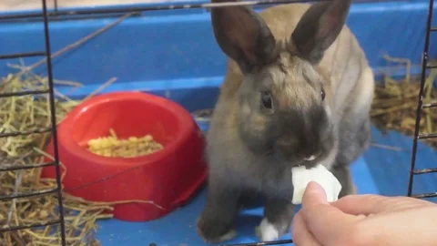 SMALL DECORATIVE BROWN RABBIT EATING CABBAGE LEAF IN A CAGE Stock Footage 74883318