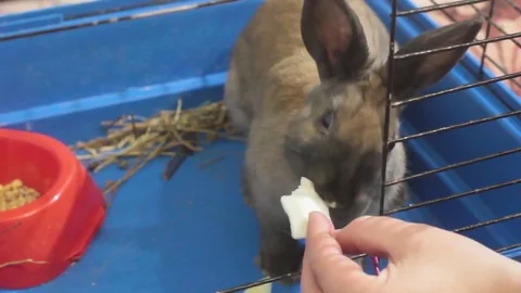 SMALL DECORATIVE BROWN RABBIT EATING CABBAGE LEAF IN A CAGE Stock Footage 74883349