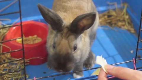 SMALL DECORATIVE BROWN RABBIT EATING CABBAGE LEAF IN A CAGE Stock Footage 74883362