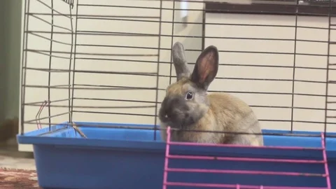 SMALL DECORATIVE BROWN RABBIT EATING CABBAGE LEAF IN A CAGE Stock Footage 74883387