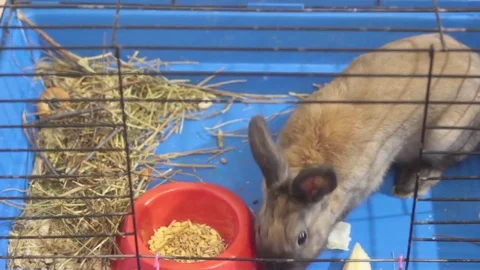 SMALL DECORATIVE BROWN RABBIT EATING CABBAGE LEAF IN A CAGE Stock Footage 74883417
