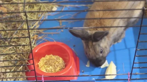 SMALL DECORATIVE BROWN RABBIT EATING CABBAGE LEAF IN A CAGE Stock Footage 74883441