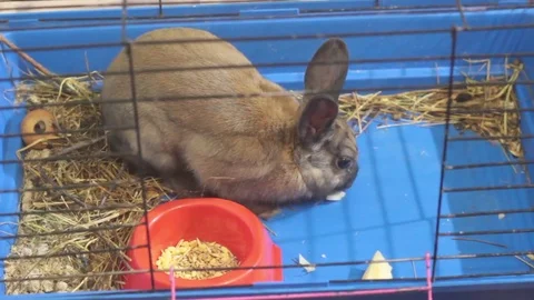 SMALL DECORATIVE BROWN RABBIT EATING CABBAGE LEAF IN A CAGE Stock Footage 74883489