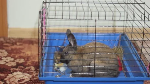 SMALL DECORATIVE BROWN RABBIT EATING CABBAGE LEAF IN A CAGE Stock Footage 74883740