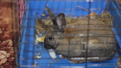 SMALL DECORATIVE BROWN RABBIT EATING CABBAGE LEAF IN A CAGE Stock Footage 74883773