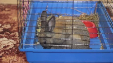 SMALL DECORATIVE BROWN RABBIT EATING CABBAGE LEAF IN A CAGE Stock Footage 74883808