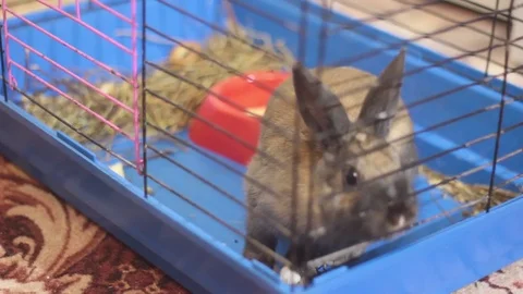 SMALL DECORATIVE BROWN RABBIT EATING CABBAGE LEAF IN A CAGE Stock Footage 74883849