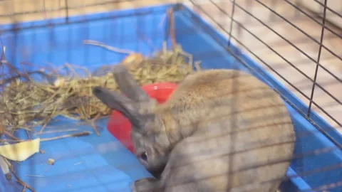 SMALL DECORATIVE BROWN RABBIT EATING CABBAGE LEAF IN A CAGE Stock Footage 74883878