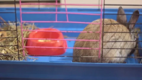 SMALL DECORATIVE BROWN RABBIT EATING CABBAGE LEAF IN A CAGE Stock Footage 74883899