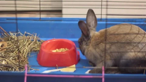 SMALL DECORATIVE BROWN RABBIT EATING CABBAGE LEAF IN A CAGE Stock Footage 74883936