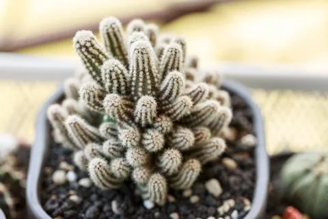 Small decorative cactus in pot Stock Photos