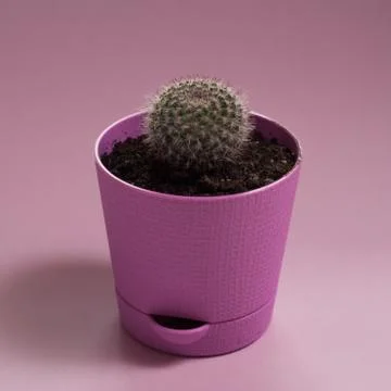 Small decorative cactus in a pot on a purple background Stock Photos