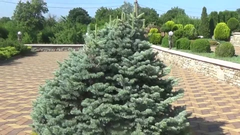 Small decorative Christmas tree from bottom to top against the blue sky Stock Footage 313217969