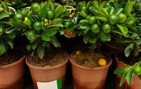Small decorative dwarf lemon trees at a flower shop, market. Stock Photos