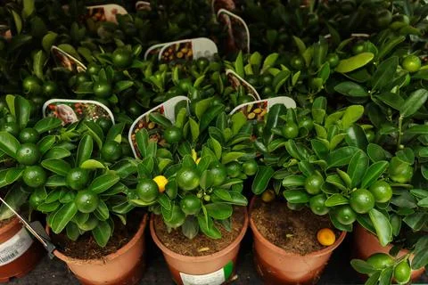 Small decorative dwarf lemon trees at a flower shop, market. Stock Photos