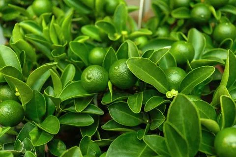 Small decorative dwarf lemon trees at a flower shop, market. Stock Photos