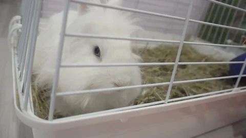 Small decorative fluffy white rabbit sitting in a cage 動画素材 119392163